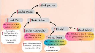 Blood pressure determinants [upl. by Ecirtael]