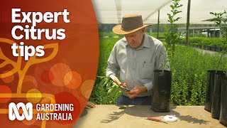 Top tips for growing a healthy and productive citrus tree  Gardening 101  Gardening Australia [upl. by Etireuqram]