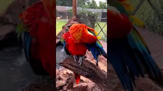 Macaw parrot 💕lets enjoy the lovely moment short shorts shortvideo parrot viralvideo [upl. by Tifanie]