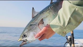 False Albacore Fishing Tips with Capt Mike Hogan [upl. by Weinstock436]