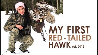 Falconry  My First Red Tailed Hawk 2015 throwback [upl. by Birch]