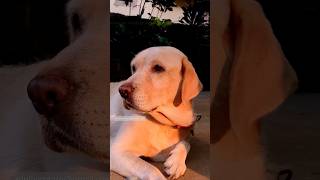 loving dog pets doglover labrador petsvlog dog adorabledog [upl. by Ylim]