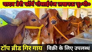 टॉप ब्रीड गिर गाय विक्री के लिए उपलब्ध Yadav dairy form gosaiganj lucknow Top Breed Gir Cow sell [upl. by Norvil]