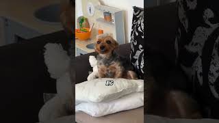 Interesting things about the Yorkshire Terrier dog🐶yorkshire dog puppy pets cute funnyvideo [upl. by Alket863]