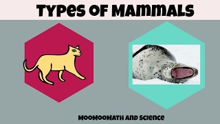 Types of Mammals [upl. by Ardnusal]