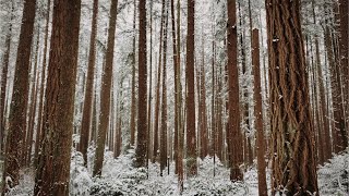 4K Snowfall  Peaceful Snowing Sound  Winter Mood  Relaxing Snowfall Video  Snowy  HDR [upl. by Atiram]