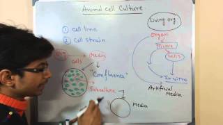 Mammalian cell culture 2  cell lines and cell strain [upl. by Samale]