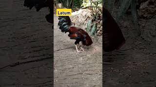 Latum buyugin [upl. by Meenen]