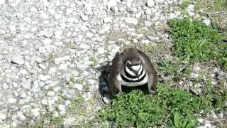 Killdeer Bird  Broken Wing Act [upl. by Guibert]