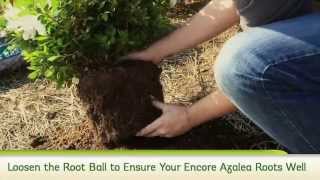 How To Plant Reblooming Encore Azaleas [upl. by Inahc482]