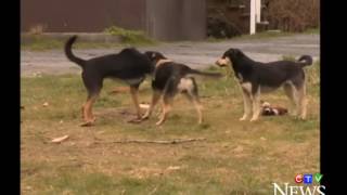 WOLF ATTACKS DOG 2018 MUST WATCH [upl. by Rosio]