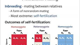 Nonrandom mating 3 the effects of inbreeding [upl. by Arrad]