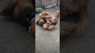 Άγρυπνος φύλακας του σπιτιού σκυλοσ greece new funny pets animals viral ελλάδα παιχνίδι k9 [upl. by Henka299]