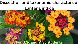 Dissection and taxonomic characters of Lantana indica lantanaindica verbenaceaefamily dissection [upl. by Esiuol383]