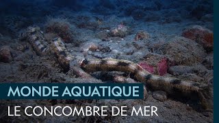 Le concombre de mer curiosité marine nécessaire à lécosystème [upl. by Towers943]