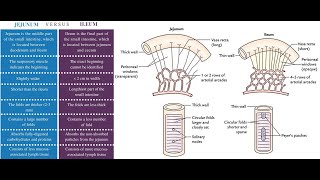 Microscopic difference between The jejunum and the Ileum [upl. by German322]