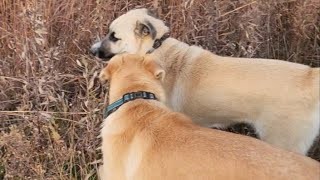 Morning Walk with the Puppies [upl. by Seligman]