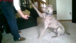 Weimaraner Tricks [upl. by Nerrak]