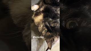 Cat spin catspin catlovers catstagram kitten meow [upl. by Naivart]