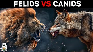 Why Are Felines Stronger Than Canids [upl. by Amitarp]