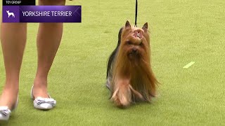 Yorkshire Terriers  Breed Judging 2024 [upl. by Ingrid]