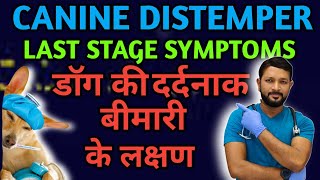 Canine Distemper Last Stage Neurological Symptoms  Treatment  Signs  Ke Lakshan ka Ilaj In Hindi [upl. by Annaiek697]