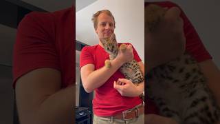 Serval Kitten Meow Sounds cat kitten servals shorts [upl. by Danielle625]