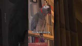 Parrot Sings Mo Salah Football Chant 🦜 [upl. by Huber]