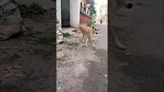 Street dog food 😢🐾🐕doglover streetanimals song bollywood doglovernewsong [upl. by Ahsinwad]