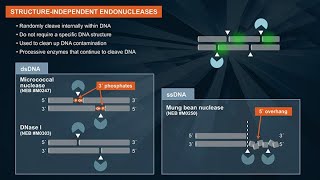 What are endonucleases and their applications [upl. by Gone]