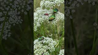 Жуки строкатка бджолина Trichodes apiarius і бронзівки золотисті insect nature [upl. by Artenal]