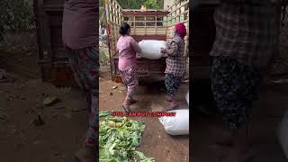 Compost for farms composting homecompost gardening plant composteducation [upl. by Notsa895]