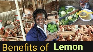 DONT BUY CHICKEN MEDICINE AGAIN Magical Benefits of lemon in poultry farming 🙏 [upl. by Esela]