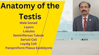 Anatomy of Testis [upl. by Jit888]