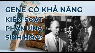 Gene kiểm soát các hoạt động sinh hóa  100 Khám phá vĩ đại  Di truyền học dendomdom [upl. by Lody]