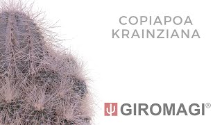 Copiapoa krainziana [upl. by Brenda]