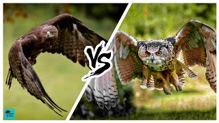 GOLDEN EAGLE VS EURASIAN EAGLE OWL  Who would win [upl. by Leffert]