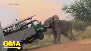 Elephant caught on camera attacking safari truck [upl. by Faunie]