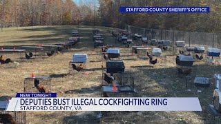 Stafford County deputies bust illegal cockfighting ring rescues 80 chickens [upl. by Dumm237]