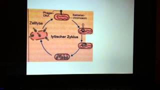 Vermehrung von Phasen  Vermehrungszyklus Bakteriophagen [upl. by Adnamaa]