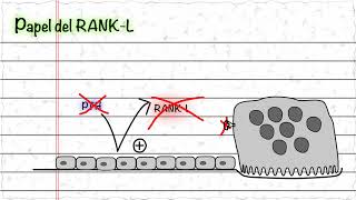 Papel de RANK L [upl. by Nerw668]