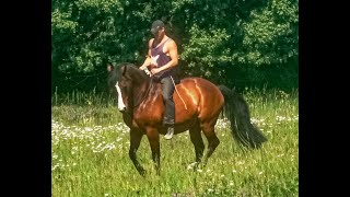 Training piaffe on trailride using only neckrope [upl. by Hsihsa]