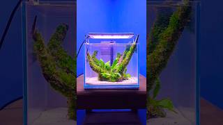 aquascape aesthetic 200 ribuan 🪴🐠 aquascape hiasandinding aquarium ikanhias aesthetic fyp [upl. by Stultz]