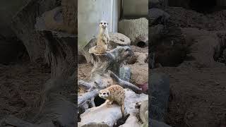 Meerkat Sisaket zoo [upl. by Delphina]