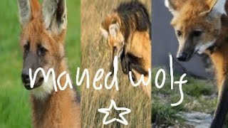 maned wolf edit☆ manedwolf therian therianpride [upl. by Tricia612]