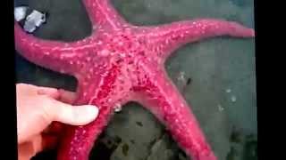 Starfish facts 11 facts about Sea Stars [upl. by Nac]