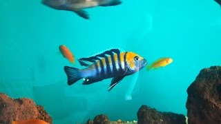 Afra cobue  Cynotilapia afra cichlid HD FrkMbuna [upl. by Yeslek]