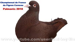 Palmarès  Championnat de France du Pigeon Carneau  SaintJouinBruneval 2018 [upl. by Attena]