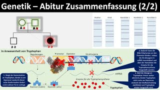 Genetik Einführung  Zusammenfassung 22  Abitur Biologie Genetik Oberstufe [upl. by Wenoa]