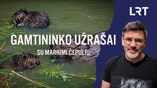 Gamtininko užrašai Akistatą su bebru apturėjęs Čepulis [upl. by Ylil887]